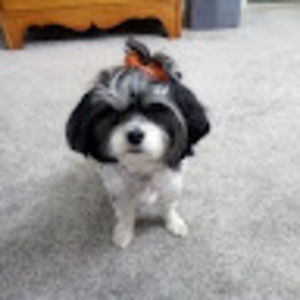 Meet your Posher, Andre